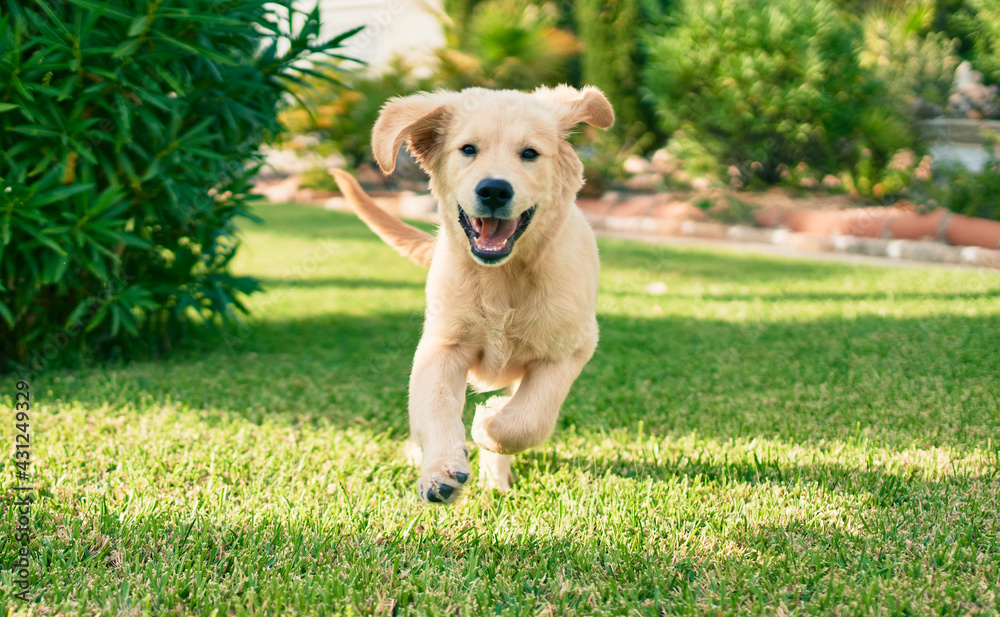 Wall mural beautiful and cute golden retriever puppy dog having fun at the park running on the green grass. lov