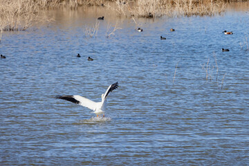 Close up shot of a Pelican landing in the lake