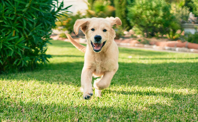 Beautiful and cute golden retriever puppy dog having fun at the park running on the green grass....