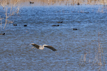 Close up shot of Great blue heron flying