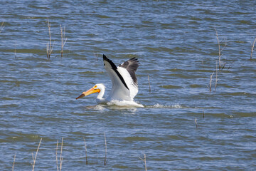 Fototapeta na wymiar Close up shot of a Pelican landing in the lake