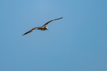 Close up shot of California gull flying