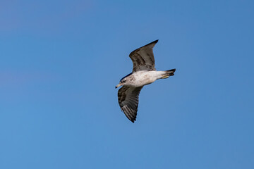Close up shot of California gull flying