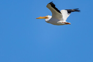 Close up shot of a Pelican flying