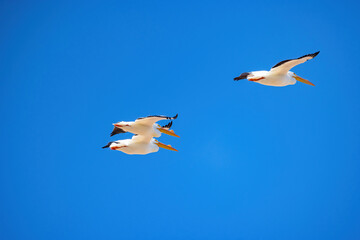Close up shot of a Pelican flying