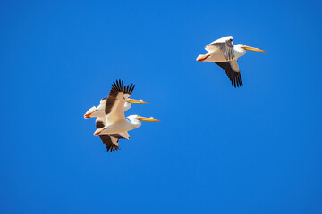Close up shot of a Pelican flying