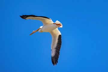Close up shot of a Pelican flying