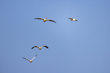 Close up shot of a Pelican flying