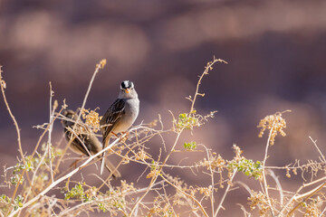 Close up shot of White-crowned sparrow resting