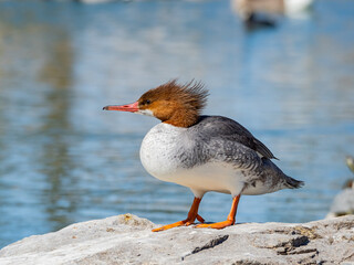 Close up shot of Common merganser resting on a rock