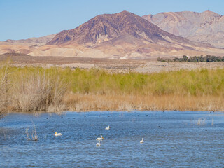 Close up shot of a Pelican swimming in the lake