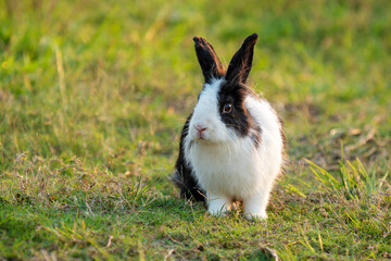 Easter bunny concept. Adorable fluffy little white and black rabbits looking at something while...