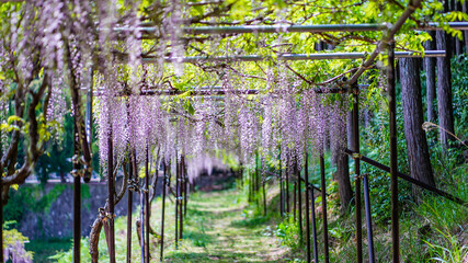 Fototapeta premium Wisteria flowers Japan - 九尺藤 藤の花 藤棚