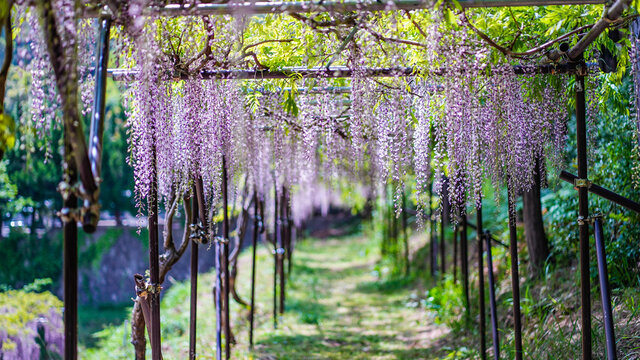 Yosuke Saito Photos Images Assets Adobe Stock