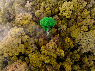 Aerial view of tropical rainforest. A single tree that stand out from the rest.