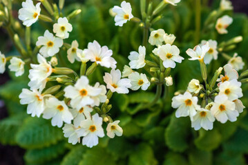 English primrose flowers in the garden