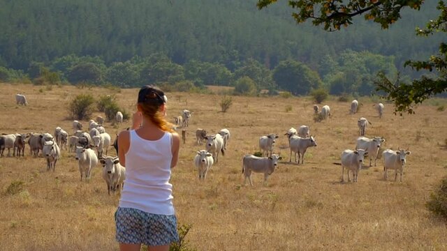 One girl looks at a herd of white cows. The man grazes the cows. field and meadow over yellow grass with full udders. A cow walks on a sunny day. Livestock and pet. Cattle. 