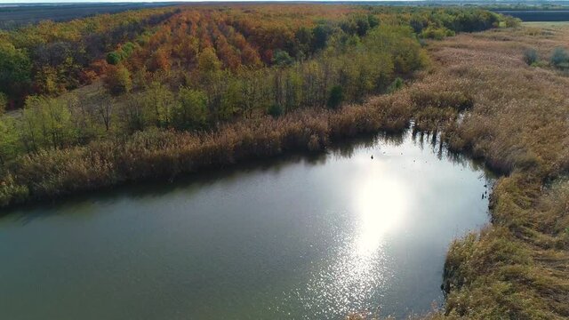 A pond in a field on an autumn day