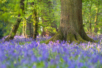 A tree in the forest surrounded by bluebells