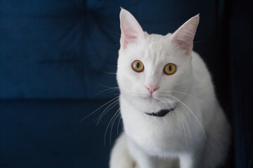 White cat with yellow eyes