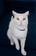 White cat with yellow eyes