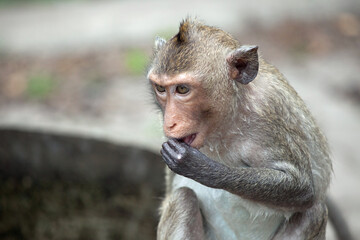 可愛いサル