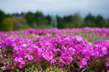 Moss phlox bloomed this spring too
