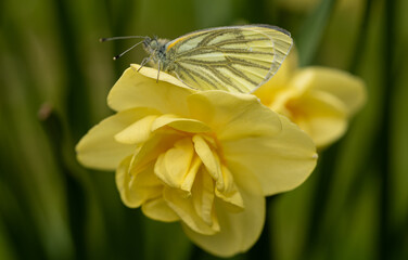 butterfly on yellow flower
