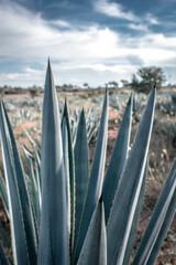 Detras del agave