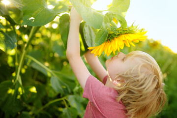Preschooler boy walking in field of sunflowers. Child playing with big flower and having fun. Kid...