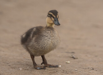 Cute Baby Duckling by the Water