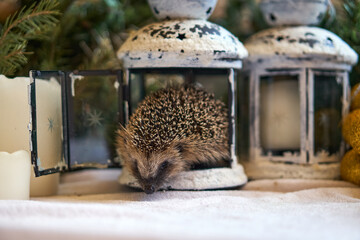 Little hedgehog butt for Christmas. The hedgehog climbed into the lantern. The animal's tail turned back. High quality photo
