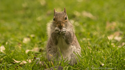squirrel on the grass