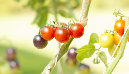 Beautiful red ripe heirloom tomatoes
