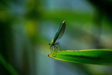 Dragonfly on a green leaf