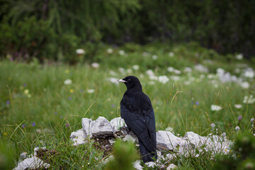 Crow on a peace of stone