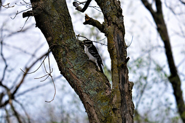 Fototapeta premium woodpecker on tree