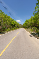 The asphalt road through the Rubber trees plantation in Summer season beautiful blue sky background at Phuket Thailand