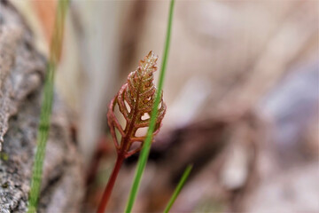butterfly on a grass