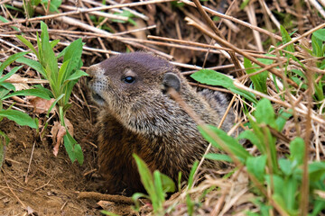 prairie dog eating grass