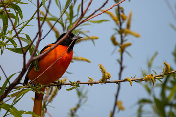 Baltimore Oriole Sitting In Tree
