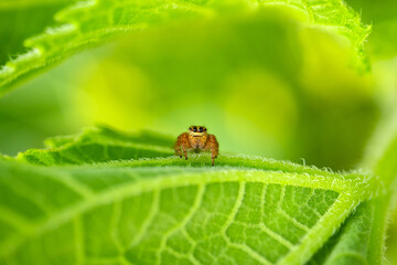 Macro closeup on Hyllus semicupreus Jumping Spider on blurred greenery background in garden with copy space using as background natural green plants landscape, ecology, fresh wallpaper.