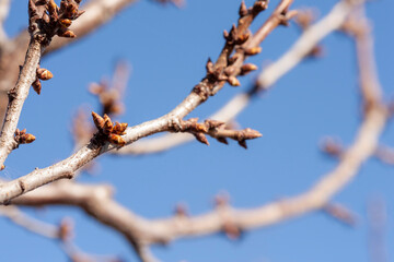 Wild plum branches with buds on the background of a clear spring sky. Selective focus, macro.