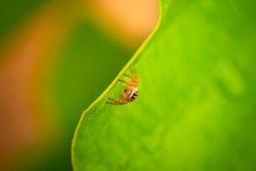 Macro closeup on Hyllus semicupreus Jumping Spider on blurred greenery background in garden with copy space using as background natural green plants landscape, ecology, fresh wallpaper.