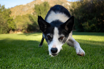 Border collie diving towards the camera