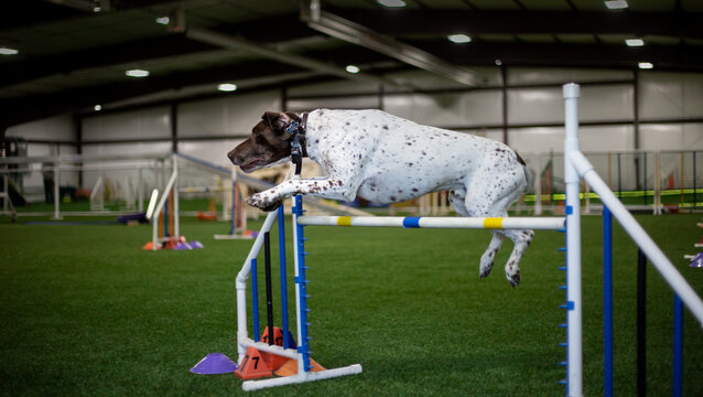 Pointer dog leaping over jump, German Shorthaired Pointer, working GSP, agility dog jump, pointer jumping