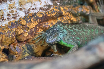 The iguana looks into the frame. Reptile in the zoo. Lizard on the rocks. High quality FullHD footage