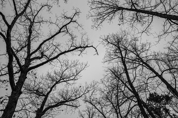 Trees Black and White