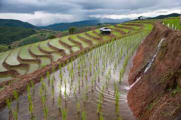 The steps of farming on the hillside in northern Thailand
