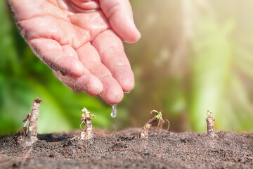 Hand take care about plants